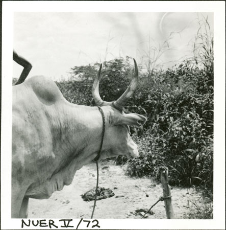 Nuer ox