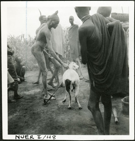 Nuer sheep sacrifice