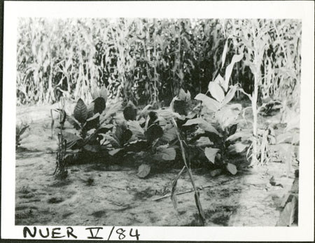 Nuer tobacco plants