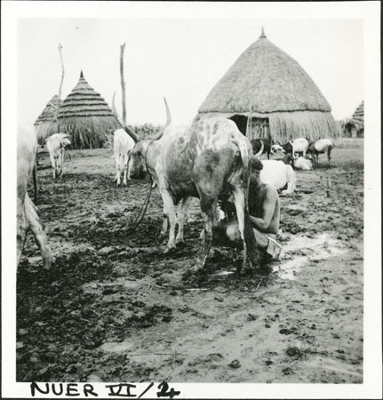 Nuer woman milking