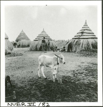 Nuer cattle camp