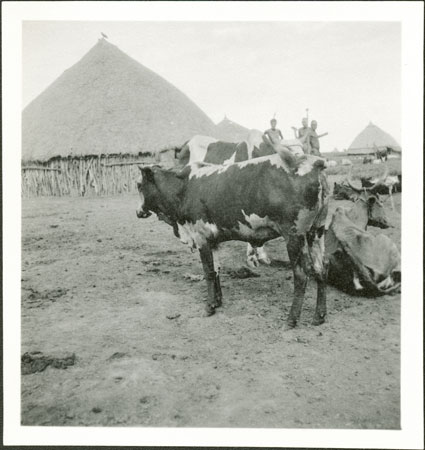 Nuer cattle markings