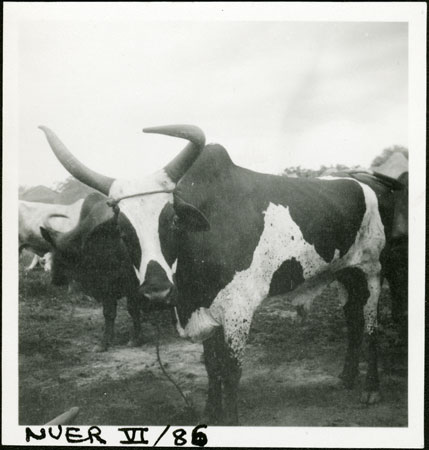 Nuer ox with trained horn