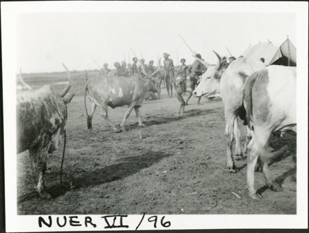 Nuer cattle 