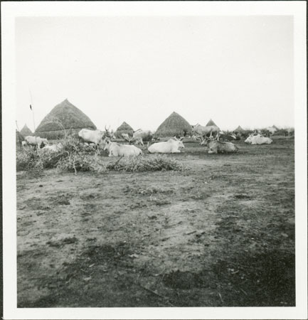 Nuer dry season cattle camp