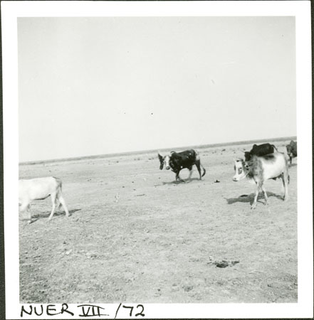 Nuer cattle grazing