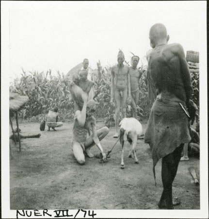 Nuer sheep sacrifice