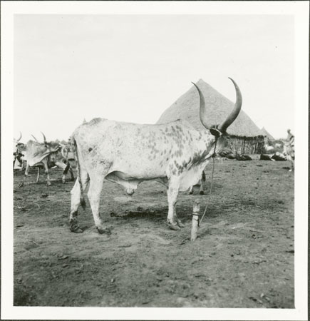 Nuer cattle markings