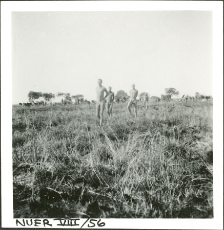 Nuer cattle camp