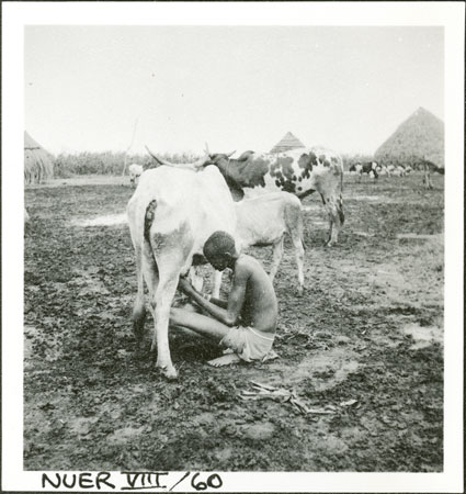 Nuer woman milking