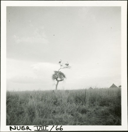 Pelicans in Nuerland