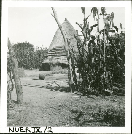 Nuer hut and garden