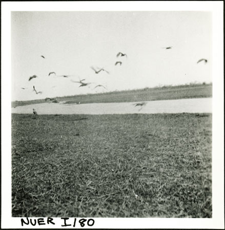 Nuer swamp with birds