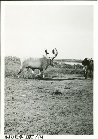 Nuer marriage-ox