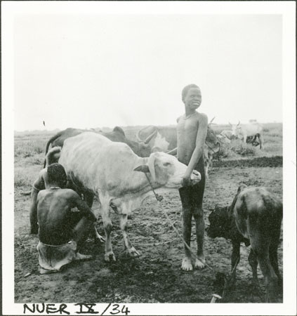 Treating Nuer cow