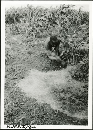 Nuer man preparing garden