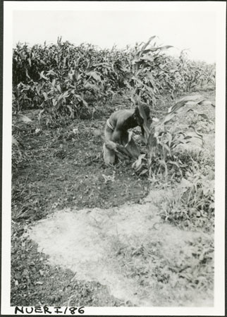 Nuer man preparing garden