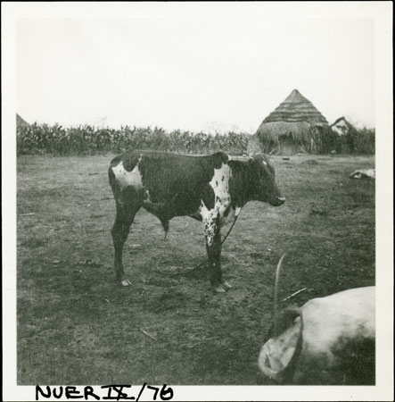 Nuer homestead