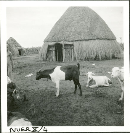 Nuer goats in kraal