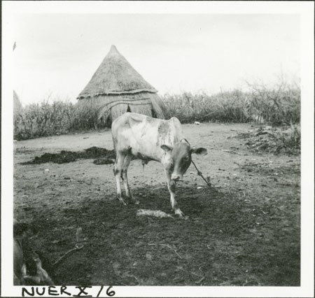 Nuer calf