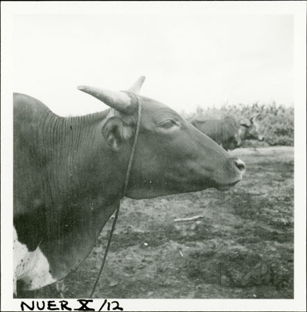 Nuer ox