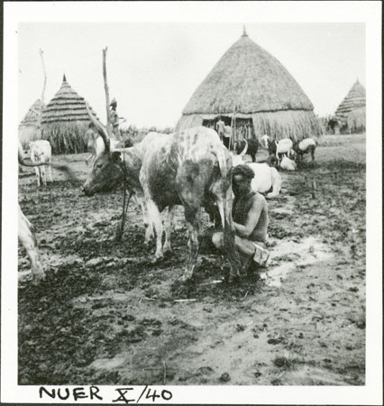 Nuer woman milking