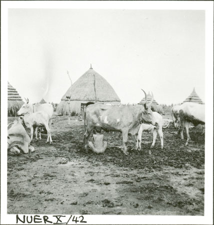 Nuer girl milking