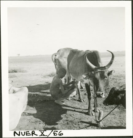 Nuer milking