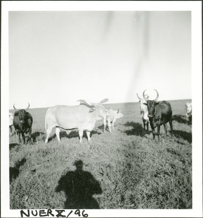 Nuer cattle 