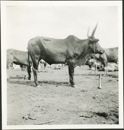 Nuer ox type