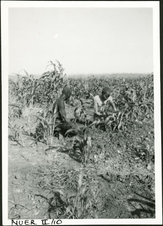 Nuer men cultivating