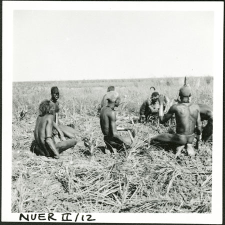 Nuer men preparing garden