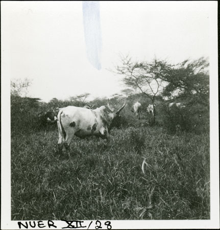 Nuer cattle