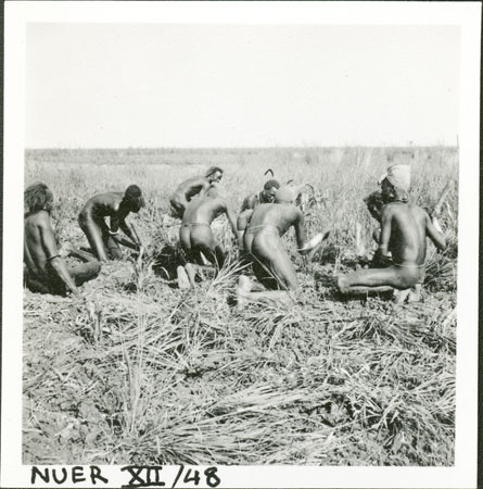 Nuer men preparing garden