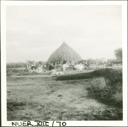 Nuer kraal and byre