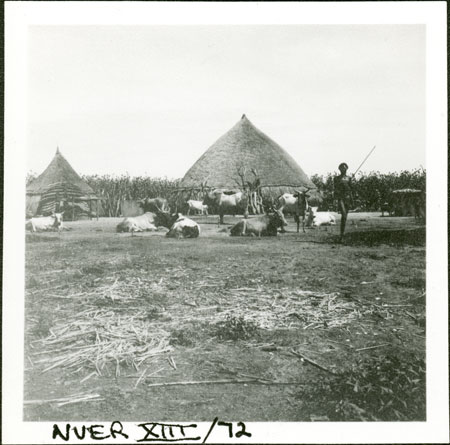 Nuer kraal