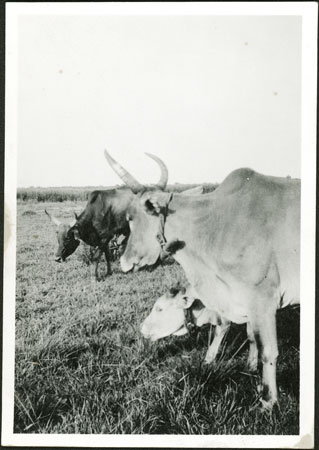 Nuer cattle