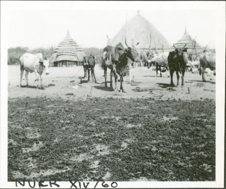 Nuer homestead