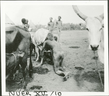 Treating Nuer cow
