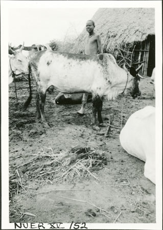 Nuer cow