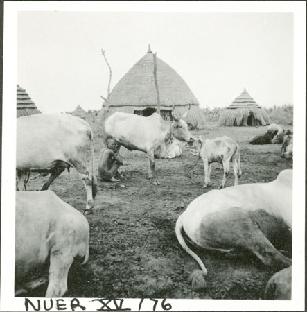 Nuer kraal