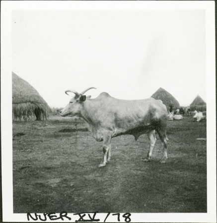 Nuer ox with trained horn