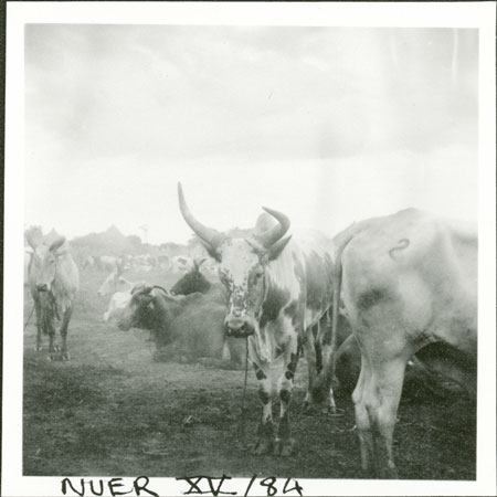 Nuer ox with trained horn