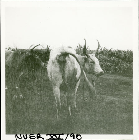 Nuer cow