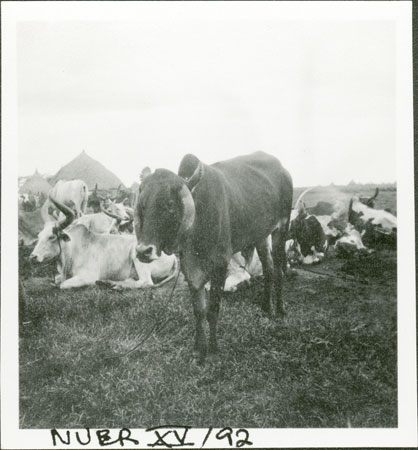 Nuer ox with trained horns