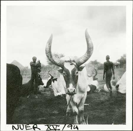 Nuer ox