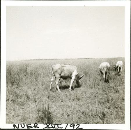 Nuer cattle