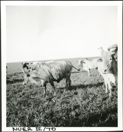 Nuer cattle 