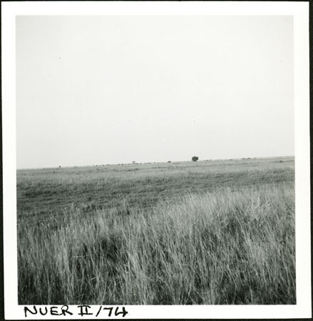 Nuer cattle camp