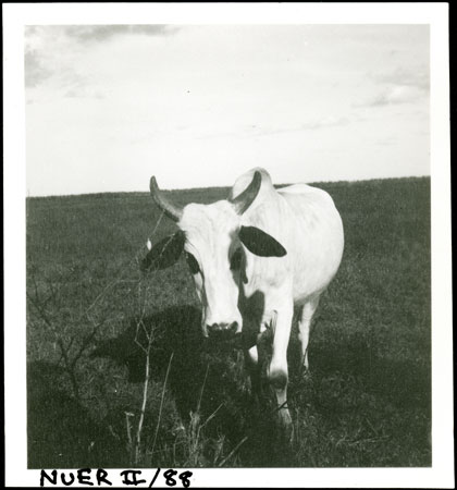 Nuer cattle